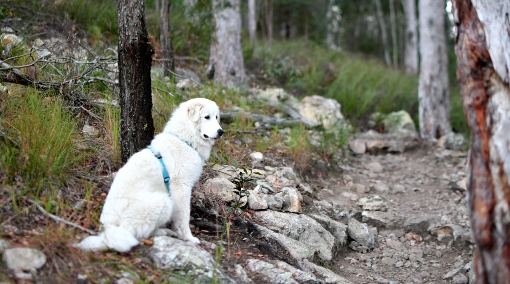 Haqihana Harnesses & Leashes Australia Top Dog Harness
