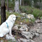 Haqihana Harness Lead Australia Top Dog 2048 x 1138