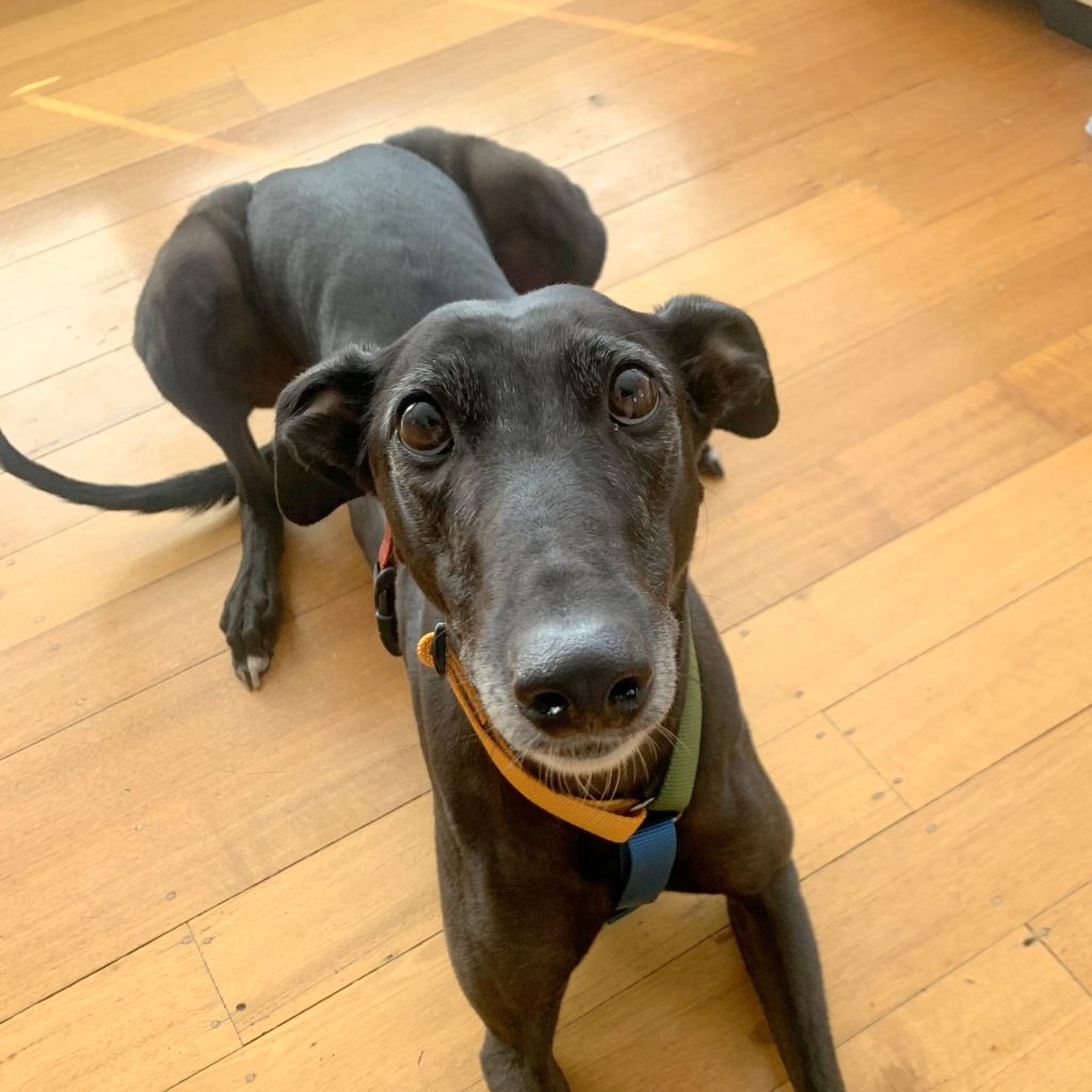 exchanges-returns-top-dog-harness