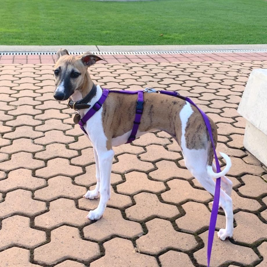 Long Haqihana Harness Best Whippet Dog Harness Review Australia